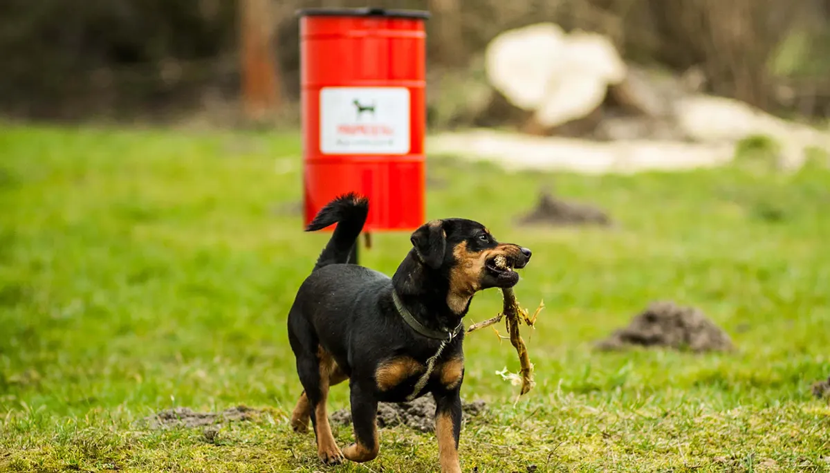 Čas upratať po svojom domácom miláčikovi....